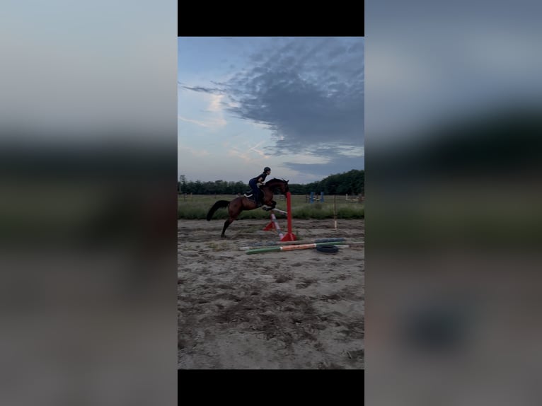 Hongaars sportpaard Ruin 10 Jaar 163 cm Roodbruin in &#xDC;ll&#x151;