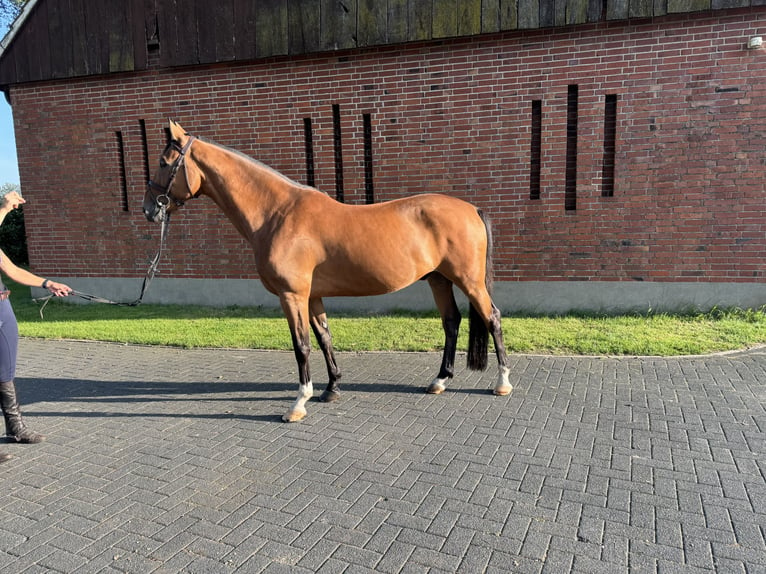 Hongaars sportpaard Ruin 10 Jaar 167 cm Donkerbruin in Isterberg