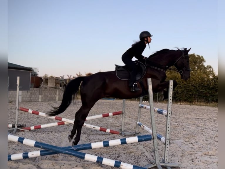 Hongaars sportpaard Ruin 10 Jaar 169 cm Zwart in Assenede