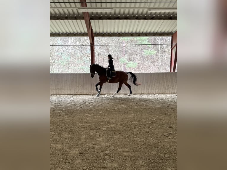 Hongaars sportpaard Ruin 10 Jaar 180 cm Bruin in Loosdorf