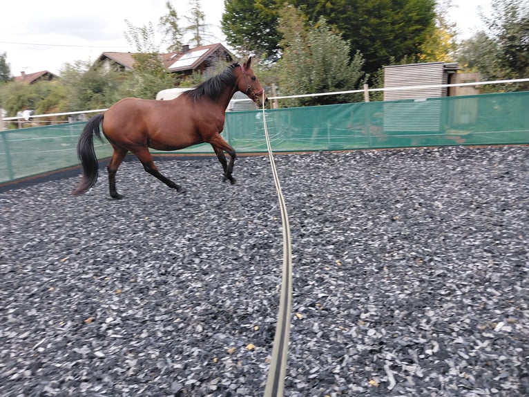 Hongaars sportpaard Ruin 11 Jaar 160 cm Bruin in Immenstadt im Allgäu