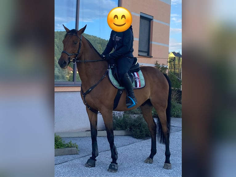 Hongaars sportpaard Ruin 11 Jaar 163 cm Bruin in Graz,12.Bez.:Andritz