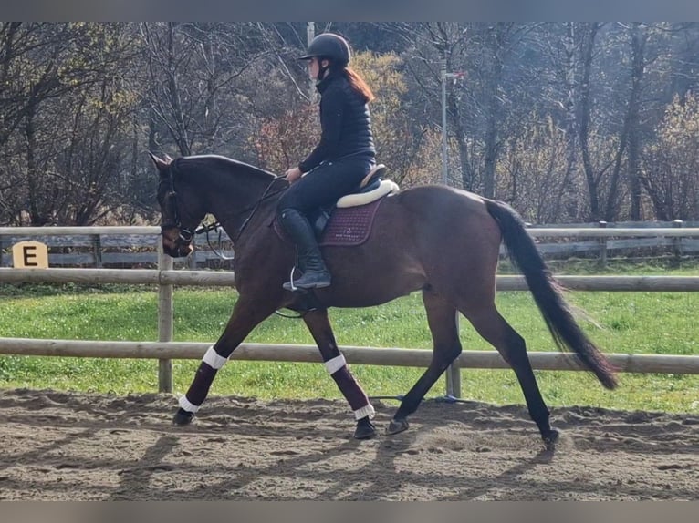 Hongaars sportpaard Ruin 11 Jaar 163 cm Bruin in Gummern