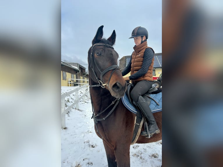 Hongaars sportpaard Ruin 11 Jaar 163 cm Donkerbruin in Pelmberg