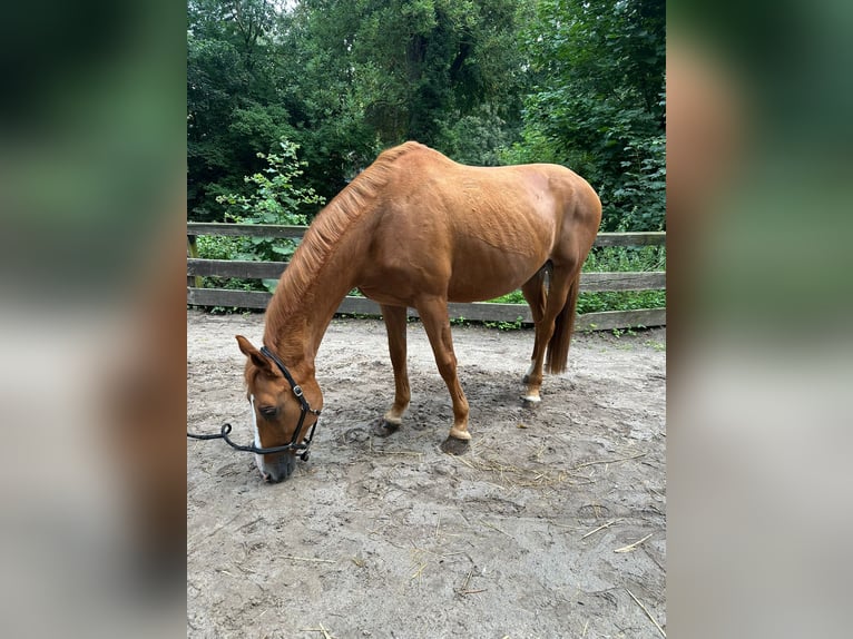 Hongaars sportpaard Ruin 11 Jaar 163 cm Lichtbruin in Berlin
