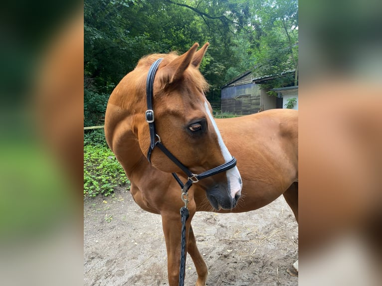 Hongaars sportpaard Ruin 11 Jaar 163 cm Lichtbruin in Berlin