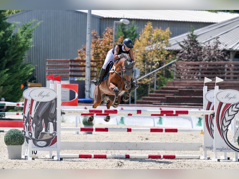 Hongaars sportpaard Ruin 11 Jaar 163 cm Roodbruin in Vecsés