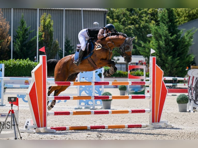 Hongaars sportpaard Ruin 11 Jaar 163 cm Roodbruin in Vecsés