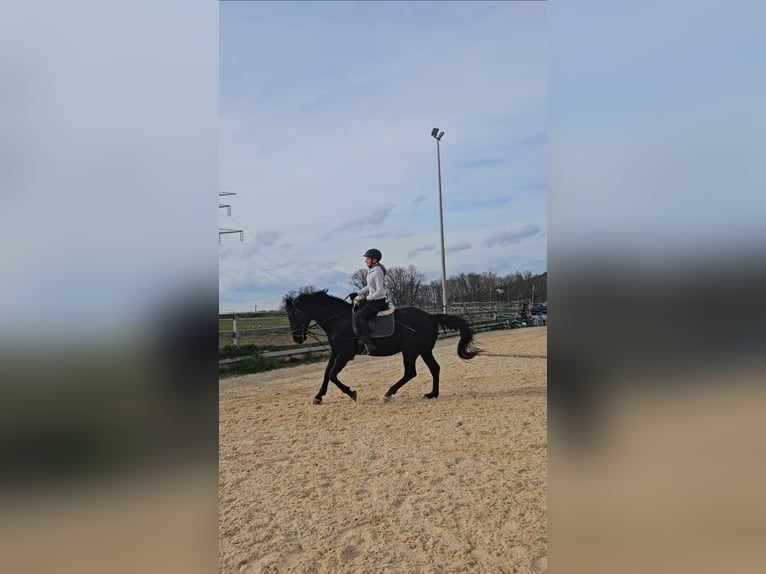 Hongaars sportpaard Ruin 11 Jaar 165 cm Zwart in Hetzles