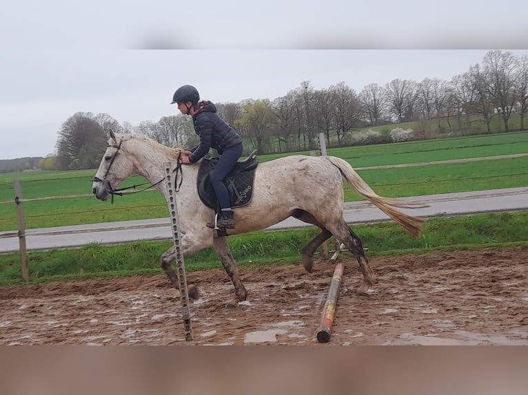 Hongaars sportpaard Mix Ruin 11 Jaar 168 cm Vliegenschimmel in Freystadt