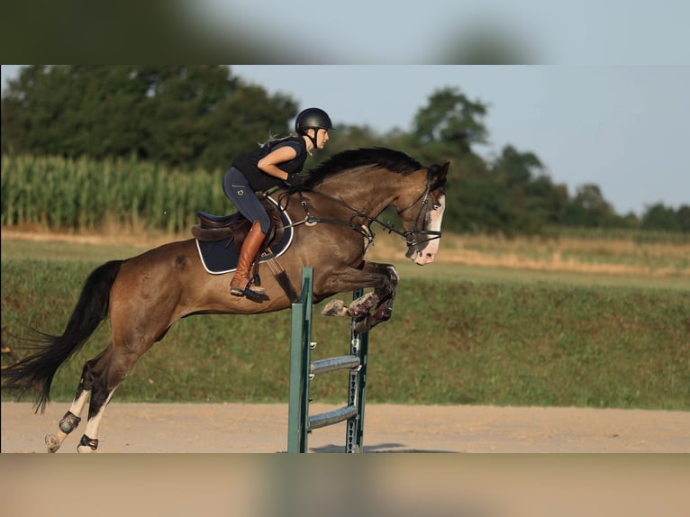 Hongaars sportpaard Ruin 11 Jaar 170 cm Donkerbruin in Zagreb