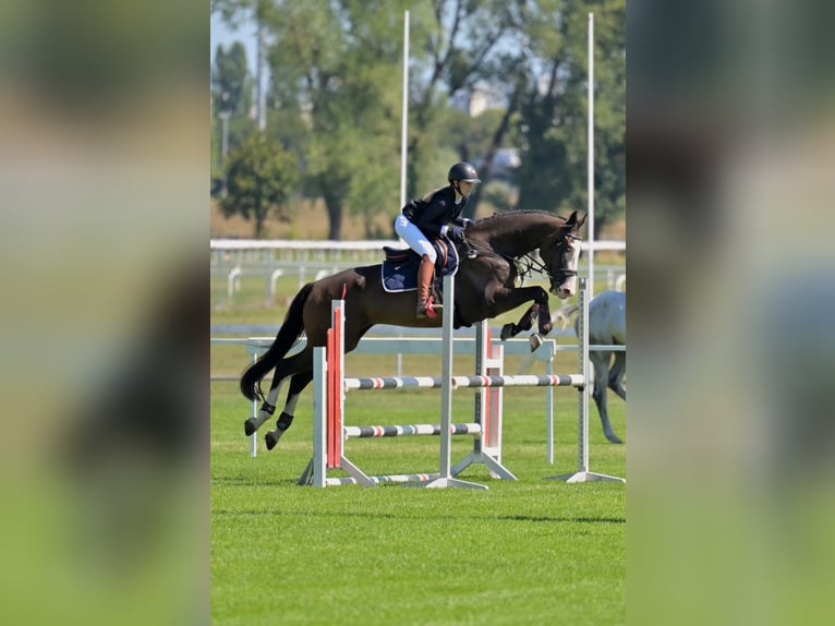 Hongaars sportpaard Ruin 11 Jaar 170 cm Donkerbruin in Zagreb