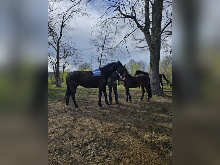 Hongaars sportpaard Mix Ruin 11 Jaar 171 cm Donkerbruin in Wilhelmsburg