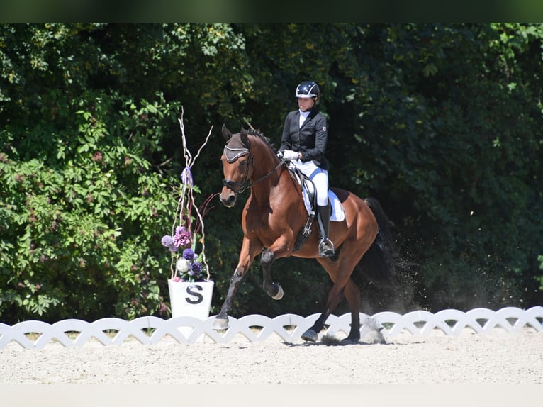 Hongaars sportpaard Ruin 11 Jaar 173 cm Bruin in Breitenfurt bei Wien