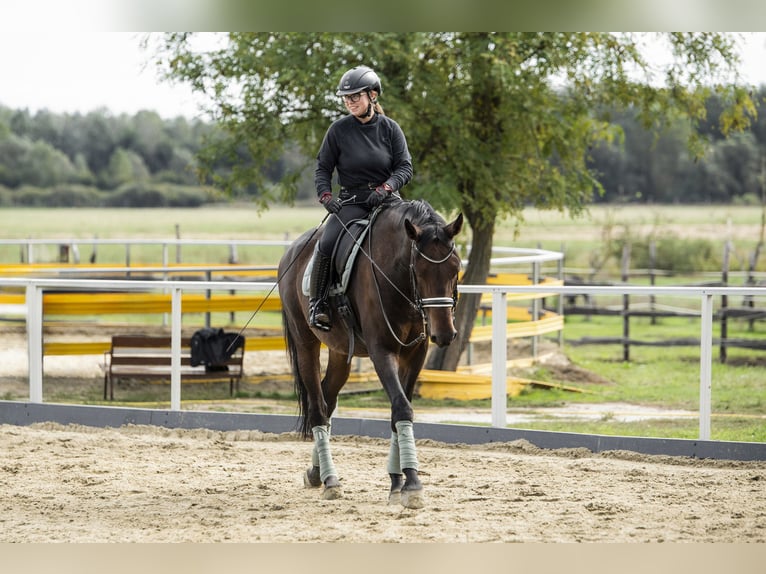 Hongaars sportpaard Ruin 11 Jaar 175 cm Donkerbruin in Nagykanizsa