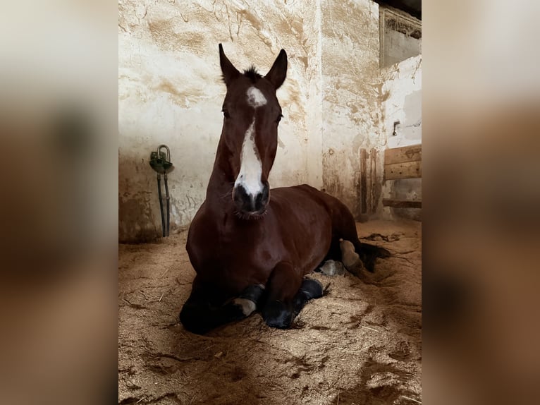 Hongaars sportpaard Ruin 11 Jaar 180 cm Bruin in Loosdorf