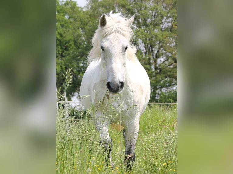 Hongaars sportpaard Ruin 12 Jaar 136 cm Schimmel in Krefeld