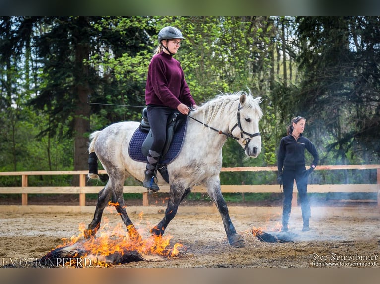 Hongaars sportpaard Ruin 12 Jaar 136 cm Schimmel in Krefeld