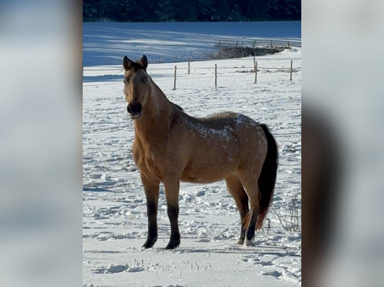 Hongaars sportpaard Mix Ruin 12 Jaar 150 cm Falbe in Taufkirchen (Vils)
