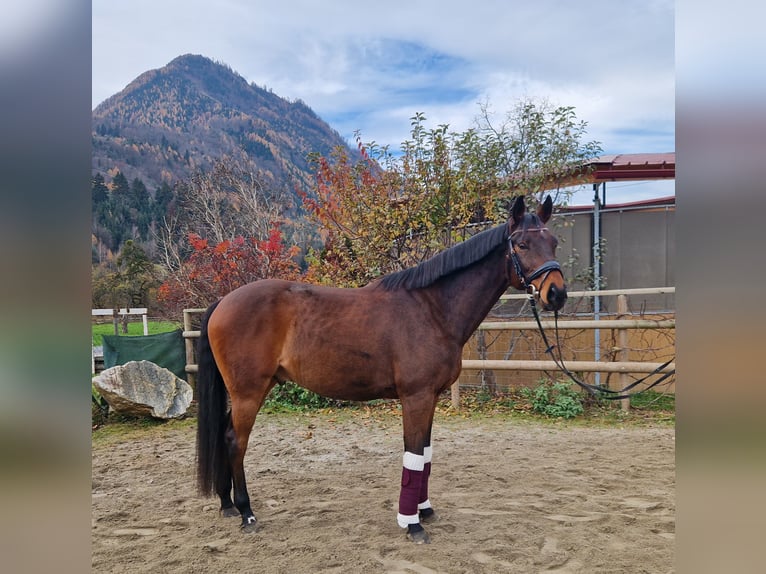 Hongaars sportpaard Ruin 12 Jaar 163 cm Bruin in Gummern