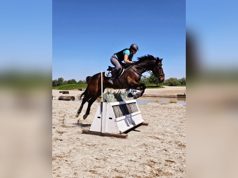 Hongaars sportpaard Ruin 12 Jaar 164 cm Bruin in Dänikon ZH