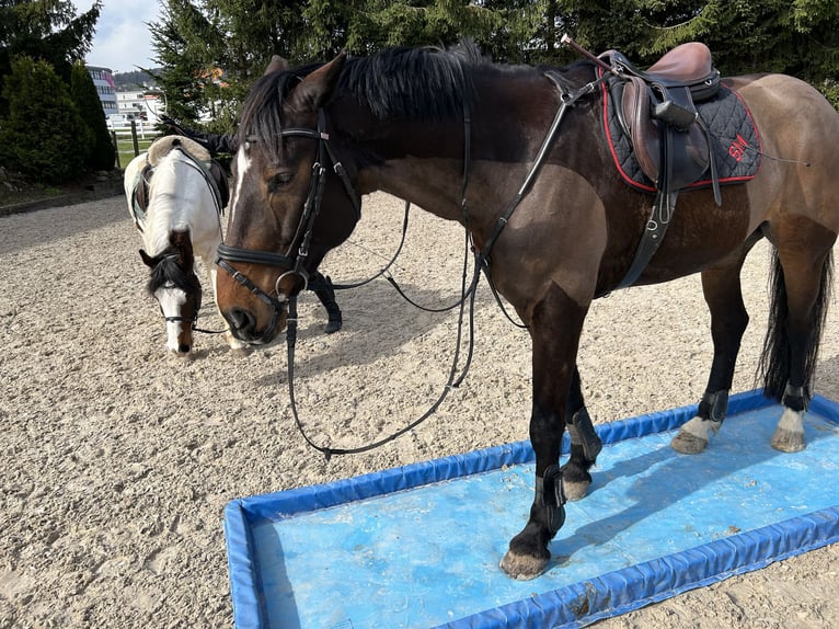 Hongaars sportpaard Ruin 12 Jaar 164 cm Bruin in Dänikon ZH