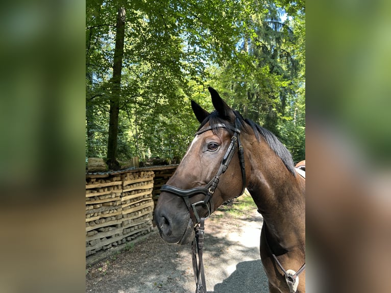 Hongaars sportpaard Ruin 12 Jaar 164 cm Bruin in Dänikon ZH