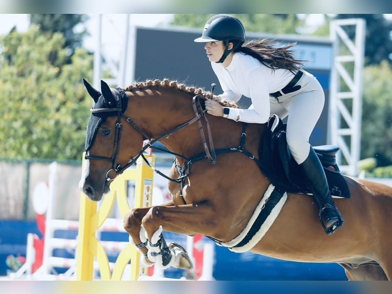 Hongaars sportpaard Ruin 12 Jaar 168 cm Donkere-vos in Békéscsaba