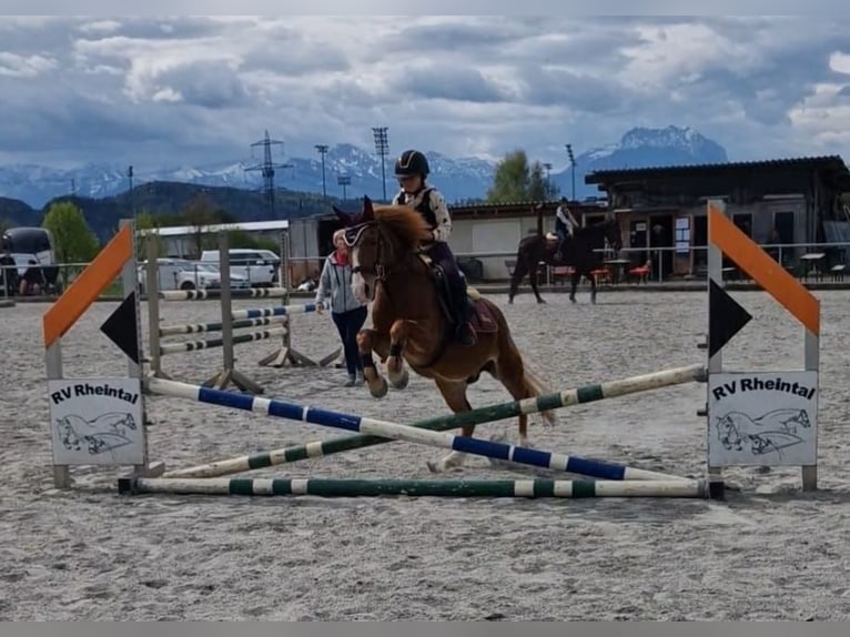 Hongaars sportpaard Ruin 13 Jaar 130 cm Vos in Rankweil