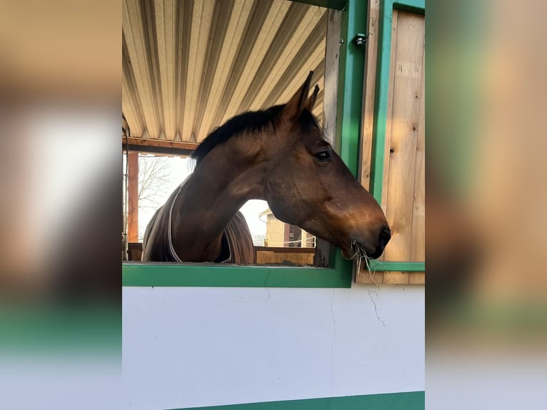 Hongaars sportpaard Ruin 13 Jaar 163 cm Bruin in Vlotho