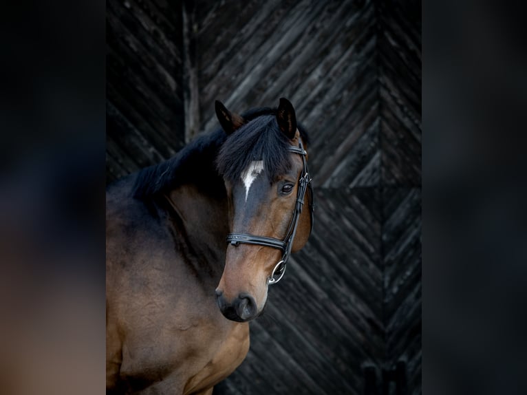 Hongaars sportpaard Ruin 13 Jaar 166 cm Roodbruin in Wałbrzych
