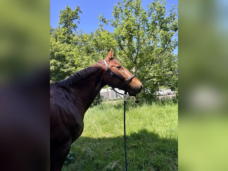 Hongaars sportpaard Ruin 13 Jaar 167 cm Vos in Esslingen am Neckar
