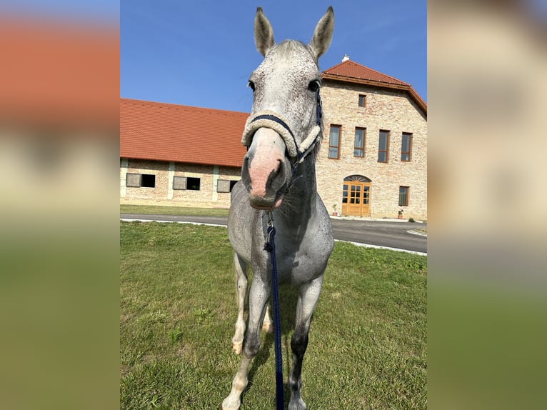 Hongaars sportpaard Ruin 13 Jaar 177 cm Schimmel in Győrújbarát