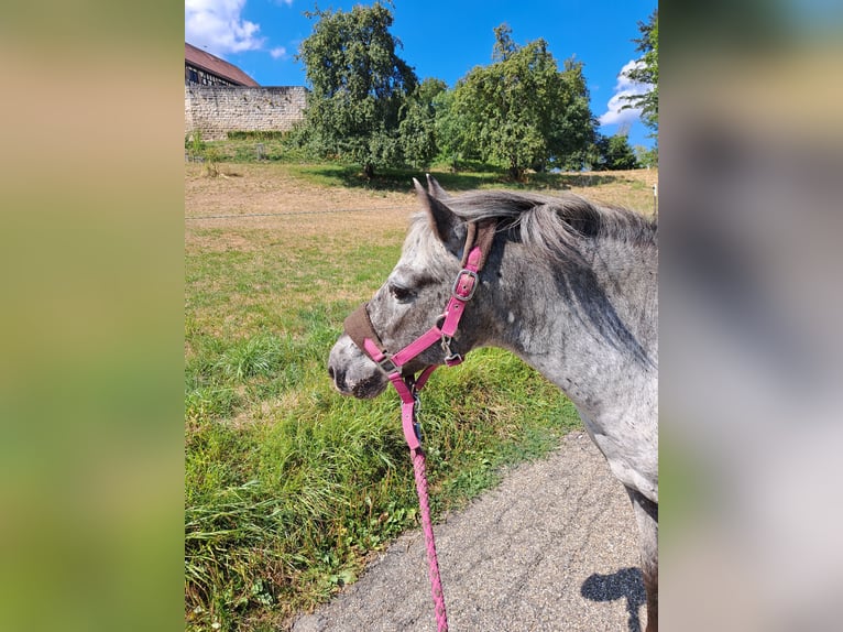 Hongaars sportpaard Ruin 14 Jaar 127 cm Appaloosa in W&#xE4;schenbeuren