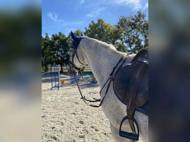 Hongaars sportpaard Ruin 14 Jaar 158 cm Vliegenschimmel in T&#xF6;ging