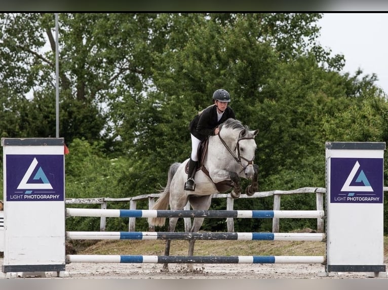 Hongaars sportpaard Ruin 14 Jaar 160 cm Schimmel in Sződ