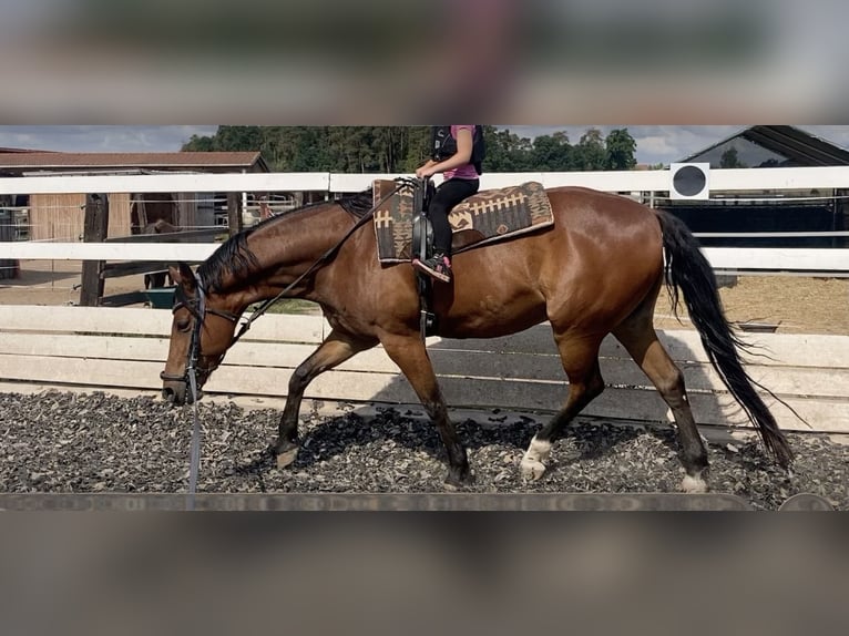 Hongaars sportpaard Ruin 14 Jaar 164 cm Donkerbruin in Patka