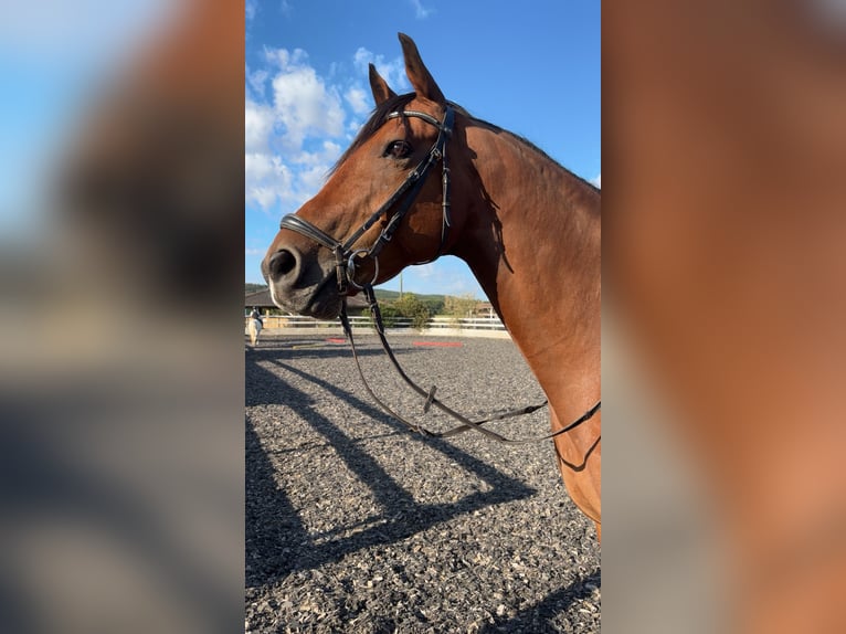 Hongaars sportpaard Ruin 14 Jaar 164 cm Donkerbruin in Patka