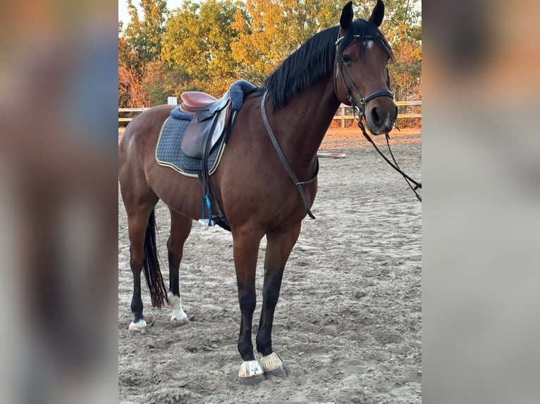 Hongaars sportpaard Ruin 14 Jaar 164 cm Donkerbruin in Zirndorf