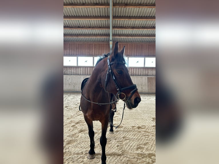Hongaars sportpaard Ruin 14 Jaar 165 cm Bruin in Trostberg