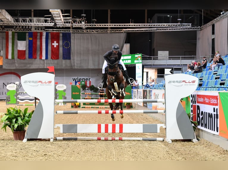 Hongaars sportpaard Ruin 15 Jaar 164 cm Bruin in Unterpetersdorf