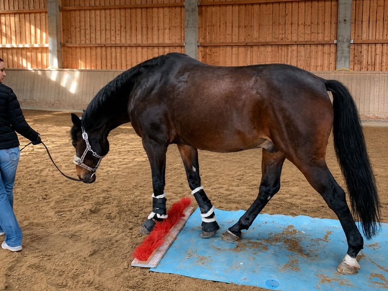 Hongaars sportpaard Ruin 15 Jaar 168 cm Bruin in Sieghartskirchen