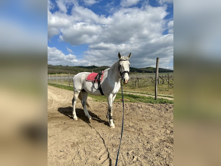Hongaars sportpaard Ruin 15 Jaar 180 cm Schimmel in Győrújbarát