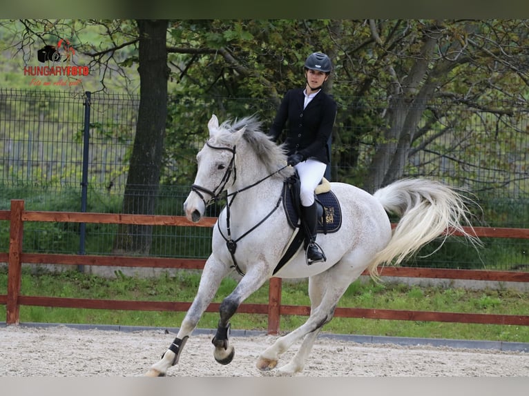 Hongaars sportpaard Ruin 15 Jaar 180 cm Schimmel in Győrújbarát