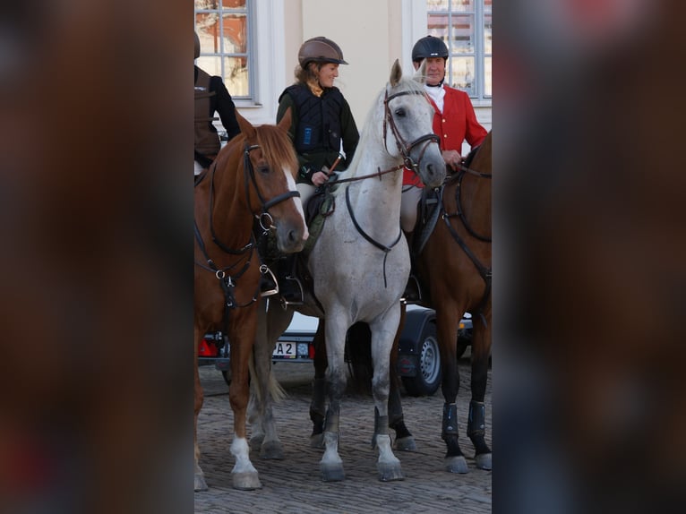 Hongaars sportpaard Ruin 16 Jaar 169 cm Schimmel in Goslar Hahndorf