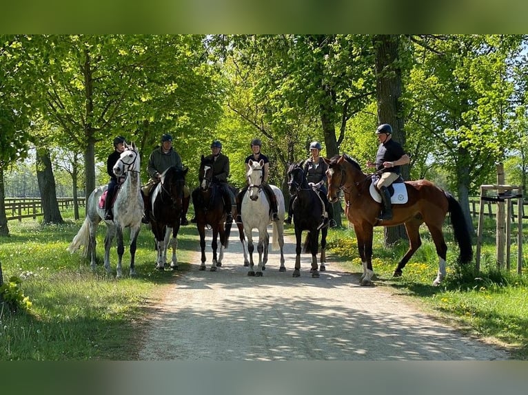 Hongaars sportpaard Ruin 16 Jaar 169 cm Schimmel in Goslar Hahndorf