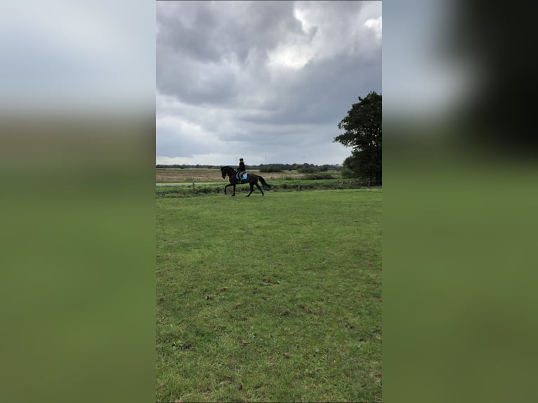 Hongaars sportpaard Ruin 16 Jaar 170 cm Donkerbruin in Willenscharen