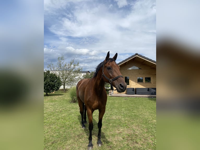 Hongaars sportpaard Ruin 17 Jaar 172 cm Bruin in Natschbach-Loipersbach