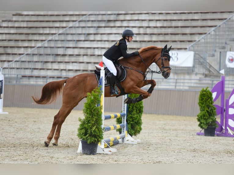 Hongaars sportpaard Ruin 17 Jaar 172 cm Donkere-vos in Debrecen