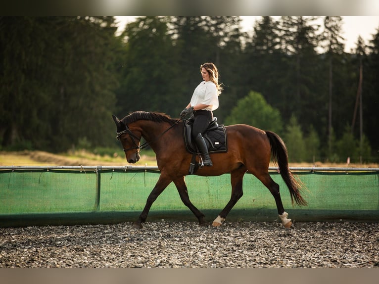 Hongaars sportpaard Ruin 19 Jaar 163 cm Bruin in Emmingen-Liptingen